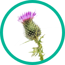 Milk Thistle