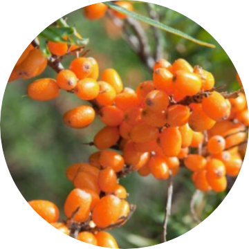 Sea Buckthorn