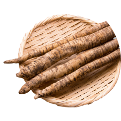 Burdock Root