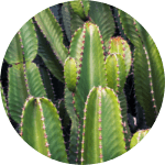 ing-opuntia