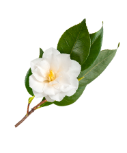 Camellia Sinensis Leaf Extract