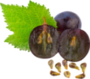 Camellia Sinensis Leaf Extract