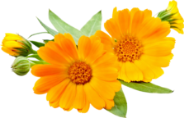 Calendula Officinalis Flower Extract
