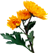 Nanoactive CIE (Chrysanthemum Indicum)
